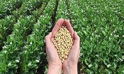 Soyabeanse